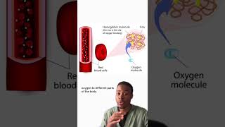 Iron Deficiency Anemia Simplified In 60 Seconds health anemia nurses science doctor education [upl. by Pernell113]