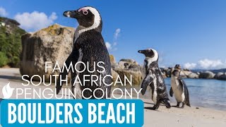 WORLD FAMOUS AFRICAN PENGUINS  Boulders Beach  Simons Town Cape Town South Africa [upl. by Julieta85]