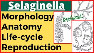 Selaginella Plant Pteridophyte Anatomy Morphology Reproduction Life Cycle with Diagram Plant Kingdom [upl. by Volpe]