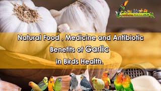 Benefits of Garlic in Birds Health Natural Food  Medicine and Antibiotic [upl. by Zucker443]