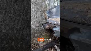 Fatest Tree Cutting Machine😳😲 youtubeshorts woodworking shortsfeed facts shorts viralshorts [upl. by Bright]