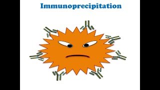 Immunoprecipitation and CoImmunoprecipitation [upl. by Platas]