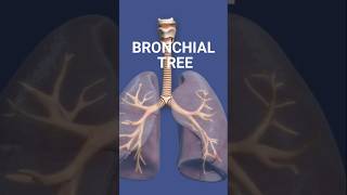 INTRODUCTION TO BRONCHIAL TREE bronchialtree respiratorysystem respiration medicaleducation [upl. by Olvan]