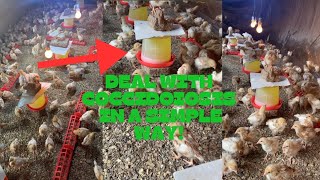 COCCIDIOSIS PREVENTION IN LAYERS AND BROILERS HOW TO KEEP YOUR CHICKENS SAFE FROM COCCIDIOSIS [upl. by Eivets]