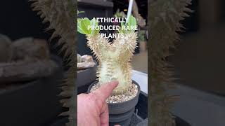 Seedgrown Pachypodium collection at intercityshow2023 [upl. by Wootten]