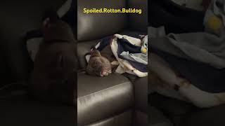 Bulldog Sleeps With Blankies youtubeshorts shorts short sterlingtheoeb [upl. by Asilram966]