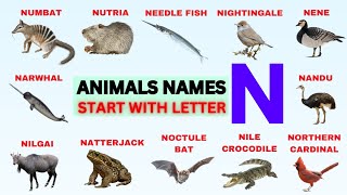 The Letter N Songs  Letter Sounds Songs for Preschool  Animals that Start with Letter quotNquot Song [upl. by Corrianne990]