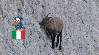 Lago di Cingino  die weltberühmten Steinböcke in der Staumauer Piemont  Alpen [upl. by Ramirolg997]