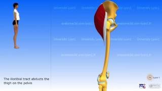 Gluteus maximus tensor fascia lata iliotibial tract [upl. by Adnarahs]