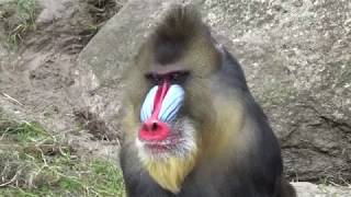 Mandrill Monkeys  Courtship and Mating  Mandrillus sphinx  Monkeys Full HD Video [upl. by Luciana127]