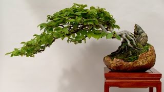 Developing a Hornbeam Bonsai Trunk [upl. by Geraldina]