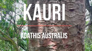 Kauri  Agathis australis  NZ Natives [upl. by Nagrom]