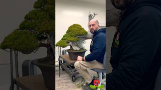 How to prune a juniper bonsai bonsaidream prunebonsai kishujuniper  howtopruneabonsai [upl. by Syverson]