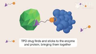 Targeted protein degrader technology  A revolutionary approach to drug development [upl. by Leonteen]