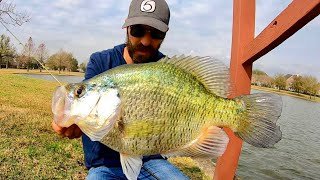 The CRAPPIE THAT EATS BASS FOR BREAKFAST INSANE [upl. by Wieche]