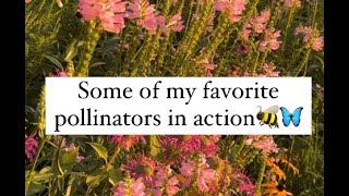 So You Want A Pollinator Garden [upl. by Adnohsel]