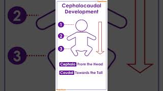 Cephalocaudal and Proximodistal development  इनमें क्या अंतर है  CTET amp TET CDP [upl. by Annawaj326]