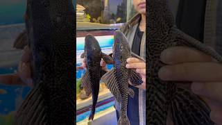 Big size giant 20 Pleco Petfish ko pond me drop kardia fish fishing petfish aquarium pets [upl. by Ahtiekal37]