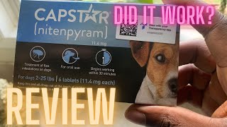 Capstar Flea and Tick Capsules Review DID IT WORK fleas ticksremoval louisiana [upl. by Kellie]