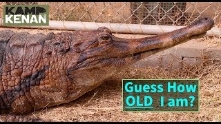 Worlds Oldest Crocodiles in Captivity [upl. by Ahsienor]