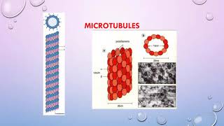 Histology  Non Membranous Organelles [upl. by Wickham]