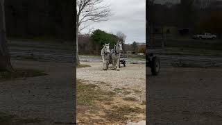 These Draft Horses drive themselves carriagedriving drafthorses drafthorse horse percheron [upl. by Nossaj]