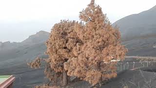 Scenes from the Resting Volcano on La Palma January 17th 2022 [upl. by Maggi51]