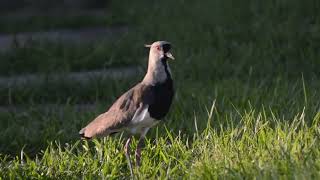 TERO  Southern lapwing Vanellus chilensis [upl. by Alim648]