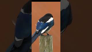 Eurasian Magpie Call magpie callsounds [upl. by Adyol]