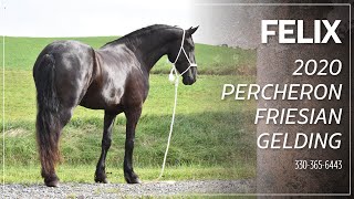 SOLD Felix 2020 Percheron Friesian Gelding  Trail Rides Carriage Horse [upl. by Weisbrodt148]