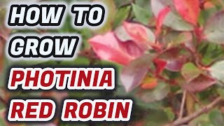 How To Grow Photinia Red Robin  Tips You NEED To Know [upl. by Mile677]