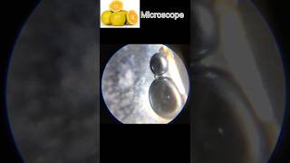 AP MICROSCOPE 52howtomakemicroscopeathomesciencescienceexperimentsmicroscopemicroscopeinhindi [upl. by Jueta]