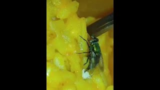 Flies may lay eggs on food [upl. by Placida]