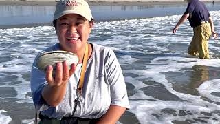 Clamming Fun  Huge Pismo Clams [upl. by Ama57]