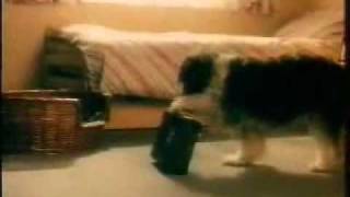 AntiTelevision Commercial From The 1970s  Border Collie Dog Leaves Kid [upl. by Ahseiym]