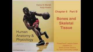 Anatomy and Physiology Chapter 6 Part B Bones and Skeletal Tissue Lecture [upl. by Attenborough390]