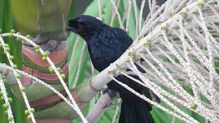 Drongo  interesting sounds and calls of drongos [upl. by Palumbo378]