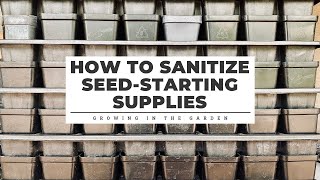 How to Sanitize SeedStarting Supplies Gardening Tips for Beginners [upl. by Erbma]