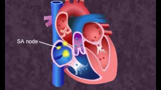 How your heart works  Cardiac Cycle [upl. by Sessylu]