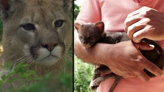 Farmer Brings Home ‘Kitten’ That Turns Out to Be Baby Cougar [upl. by Sucam]