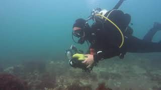 Diving the Sewer Pipe  Sheringham Chalk Reef  Norfolk Jul 2019 [upl. by Annirok]