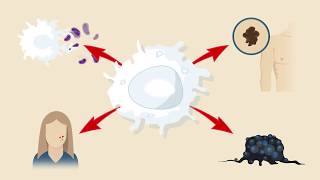 Macrophage Subtypes Polarization Activation and Plasticity [upl. by Naira]