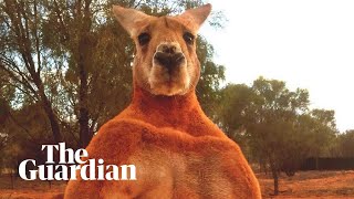 Remembering Roger the ripped kangaroo [upl. by Dumm]