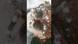 Giant white knee Tarantula heartbeat after moulting [upl. by Upali]