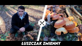 Łuszczak Zmienny  Jeden z najsmaczniejszych grzybów w lesie [upl. by Sualokin]