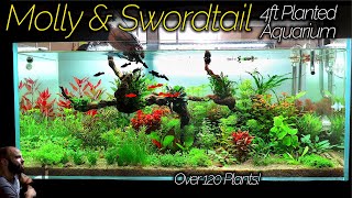 BLACK MOLLY amp ORANGE SWORDTAIL Aquarium Over 120 Plants IN ONE TANK Aquascape Tutorial [upl. by Carole]