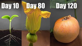 Pumpkin growing from Seed to the mature Fruit 🎃 EPIC Time Lapse Full [upl. by Htebirol634]