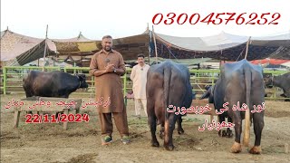 نورشاہ کی خوبصورت جھوٹیاں فروختNoor shah ki khubsurat jhotia for sale22112024 03004576252☎️ [upl. by Hirst]