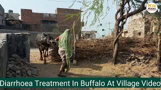 Diarrhoea Treatment In buffalo amp All Breed Animal [upl. by Saunder66]