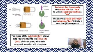 Chapter 2  First year Biology  Enzymes Part 4 Lock and key model  Sindh text Board [upl. by Flo]